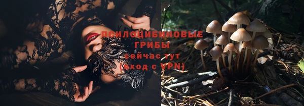 прущие грибы Михайловка